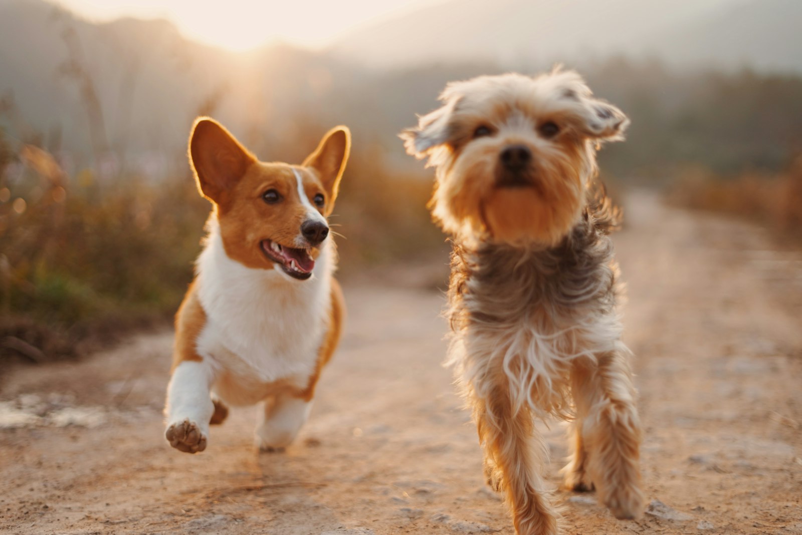 A corgi and a small terrier running happily down a sunlit dirt path
